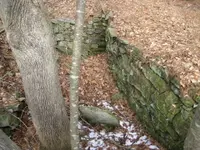 den 050.webp