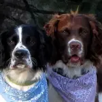 Handsome Brothers.webp