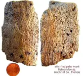twigpalm.webp