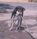 Sam biting water.webp