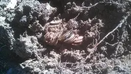 penny roll spill 1.webp