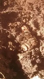 penny roll spill2.webp penny roll spill2.webp