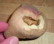 chert nodule 009.webp