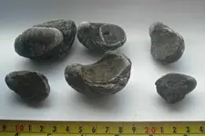 march 12 2013 Gryphea 005.webp