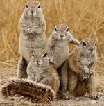 Squirrels.webp