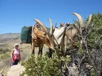 Goats1.webp