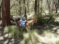Goats2.webp