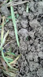 Real in dirt.webp