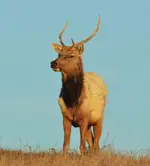 DSC_0886-elksmsz.webp