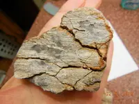 DSCN5436.webp