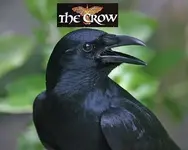 crow-bird.webp crow-bird.webp