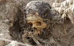 NATIVE SKULL.webp NATIVE SKULL.webp