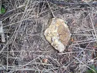 image-1818844663.webp