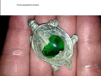turtle.webp