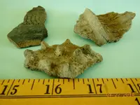 DSCN5087.webp