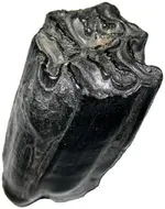 HorseToothFlorida230.webp