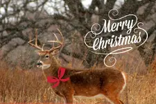 IMG_3082 (1024x684)Merry Christmas Buck.webp