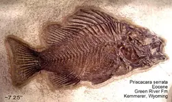fish_priscacara_serrata.webp