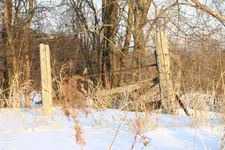 057.webp
