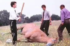 beating-a-dead-horse.webp