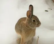 snow bunny.webp