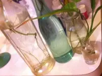 bottles.webp