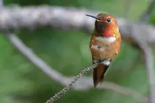 marsh 7 - 3 - 7 090_RT8.webp