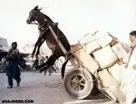 los_burros_borrachos.webp