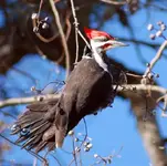 pileated (Large) (Medium) (Small).webp