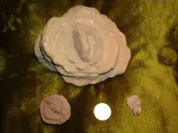 Fossils 016.webp