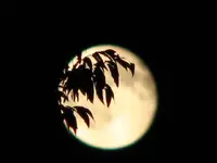 moon3.webp