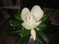 Magnolia Blooms.JPG