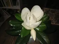 Magnolia Blooms.webp