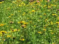 Mom\'s wildflowers.webp