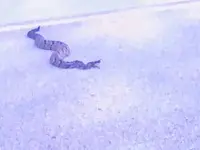 Rattler1.webp
