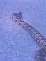 Rattler3.webp