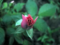 post pics 006.webp