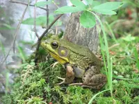 GreenFrog2.webp