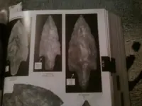 Adena_Narrow_Stem 2.webp