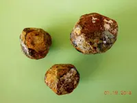 DSCN4608.webp