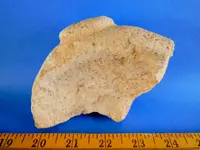 DSCN5554.webp