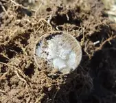 mercury dime cropped.webp