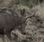 four point buck.webp