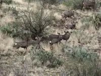 deer herd.webp