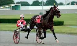 11harness.xlarge1.webp
