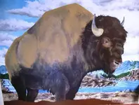 buffalo (3).webp