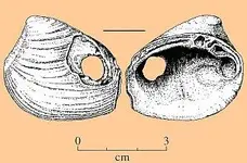 Weinstein-2002-Fig-9-9-sm.webp Weinstein-2002-Fig-9-9-sm.webp