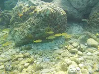 aDSCN0284.webp