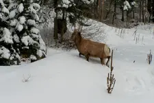 ouray today 3.webp