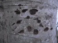 DSCN3265.webp